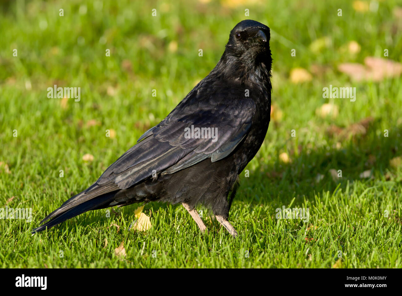 Singolo adulto Carrion Crow, Corvus corone, REGNO UNITO Foto Stock