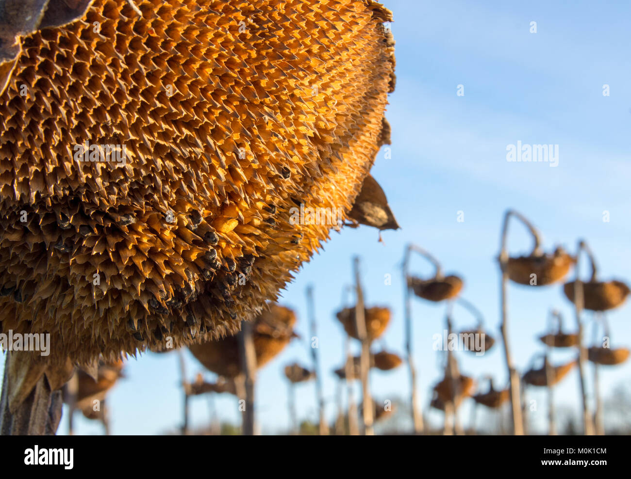 Semi di girasole testine su farm set aside Foto Stock