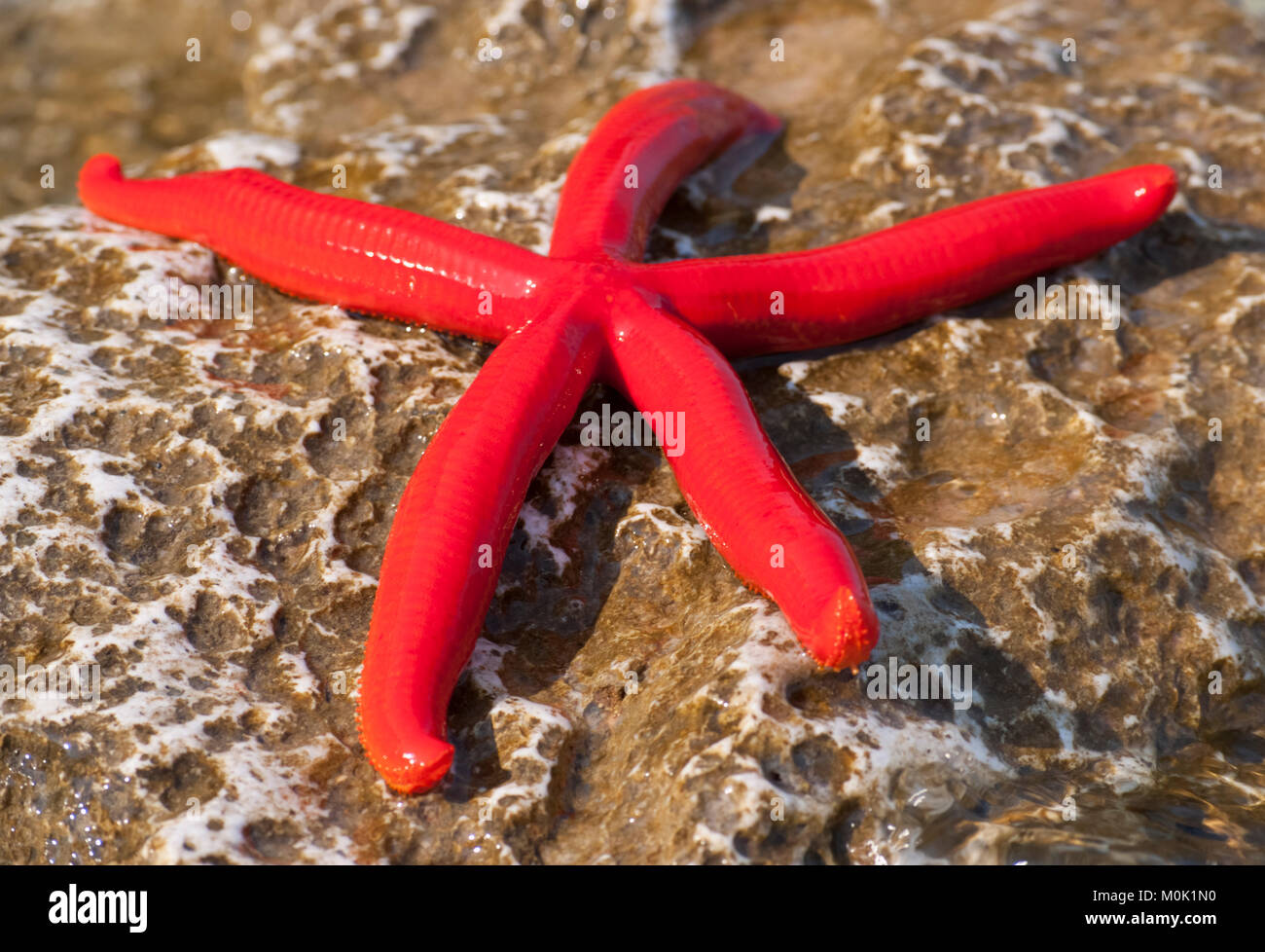 Stelle marine Foto Stock