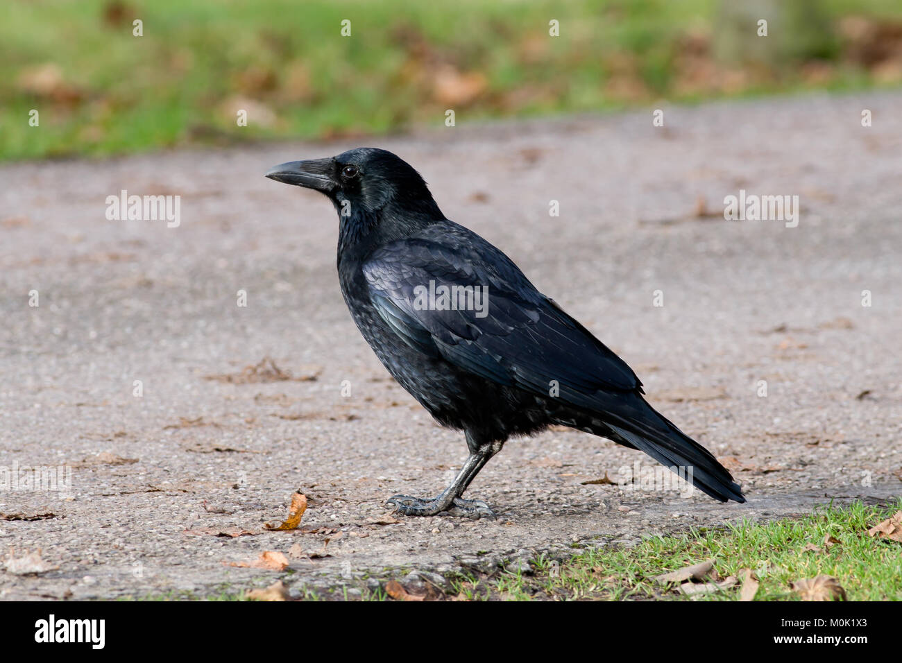 Singolo adulto Carrion Crow, Corvus corone, REGNO UNITO Foto Stock