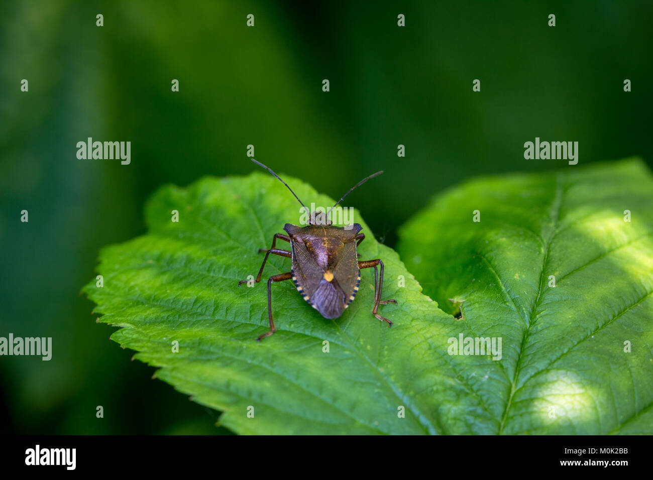 Una foresta Bug o Red-Legged Shieldbug (Pentatoma rufipes) Foto Stock