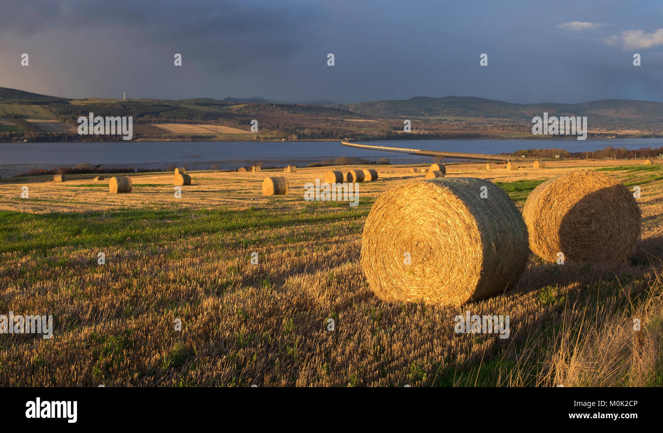 Balle di fieno o di paglia in un campo del Black Isle accanto al ponte stradale sul Cromarty Firth, Scozia. Foto Stock