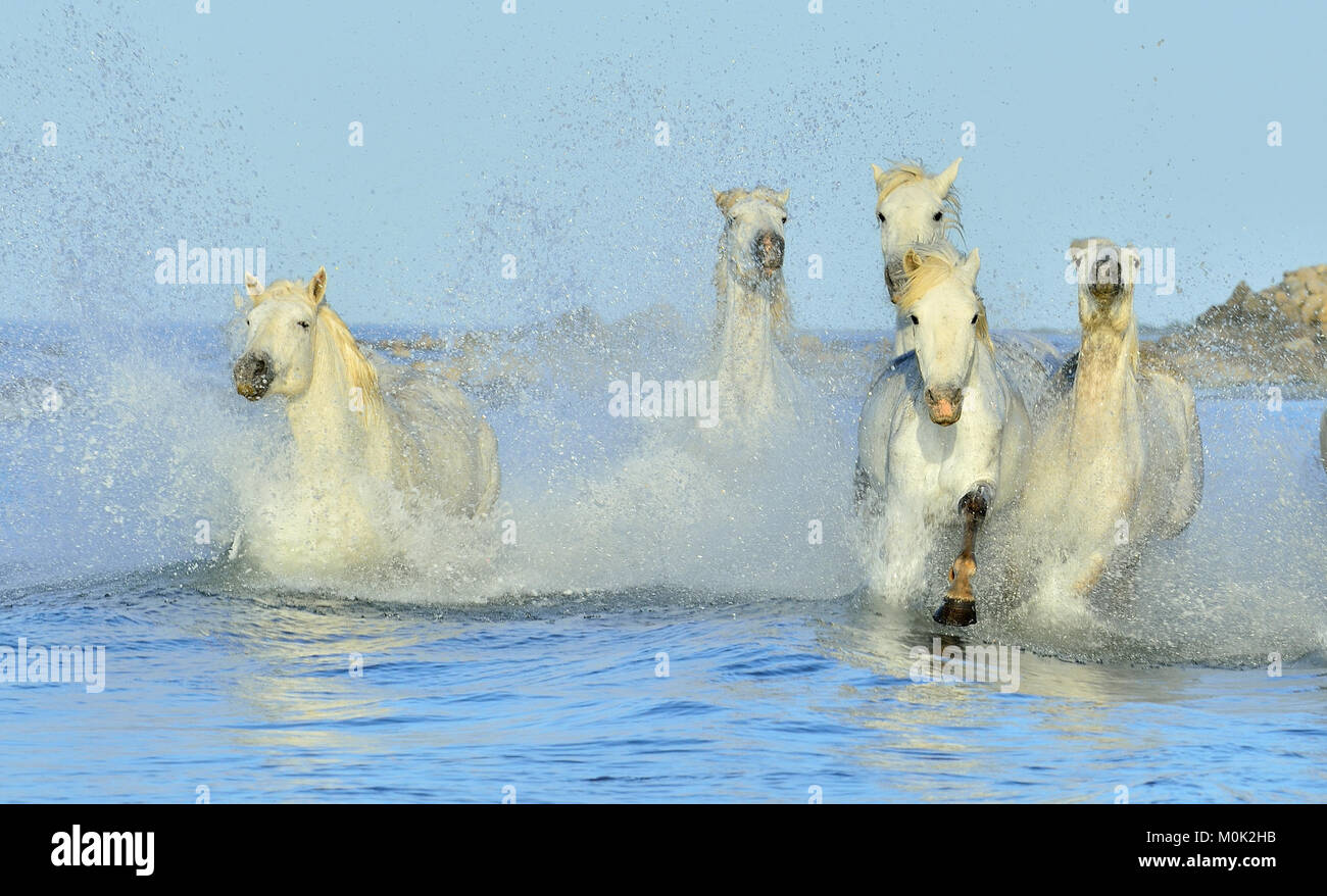 Allevamento di bianco Cavalli Camargue in esecuzione su acqua . Parc Regional de Camargue - Provenza, Francia Foto Stock