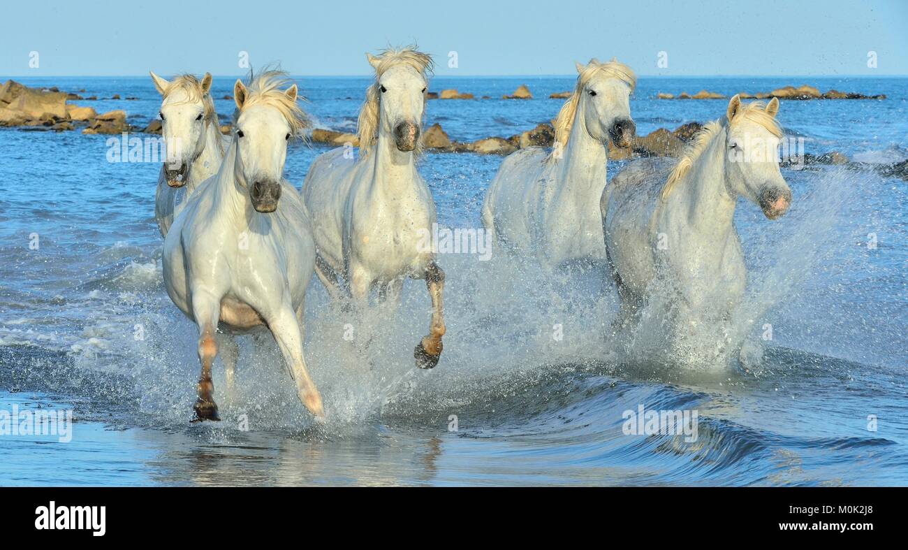 Allevamento di bianco Cavalli Camargue in esecuzione su acqua . Parc Regional de Camargue - Provenza, Francia Foto Stock