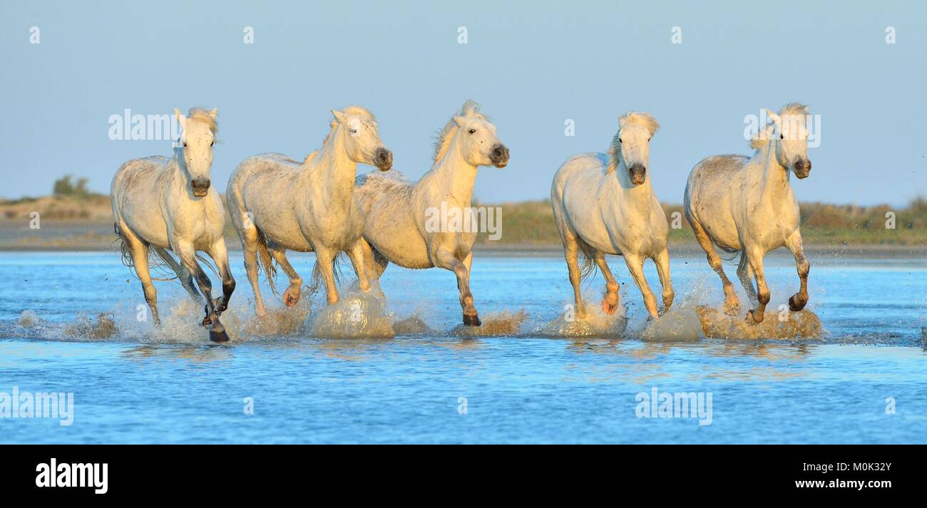 Allevamento di bianco Cavalli Camargue in esecuzione su acqua . Parc Regional de Camargue - Provenza, Francia Foto Stock