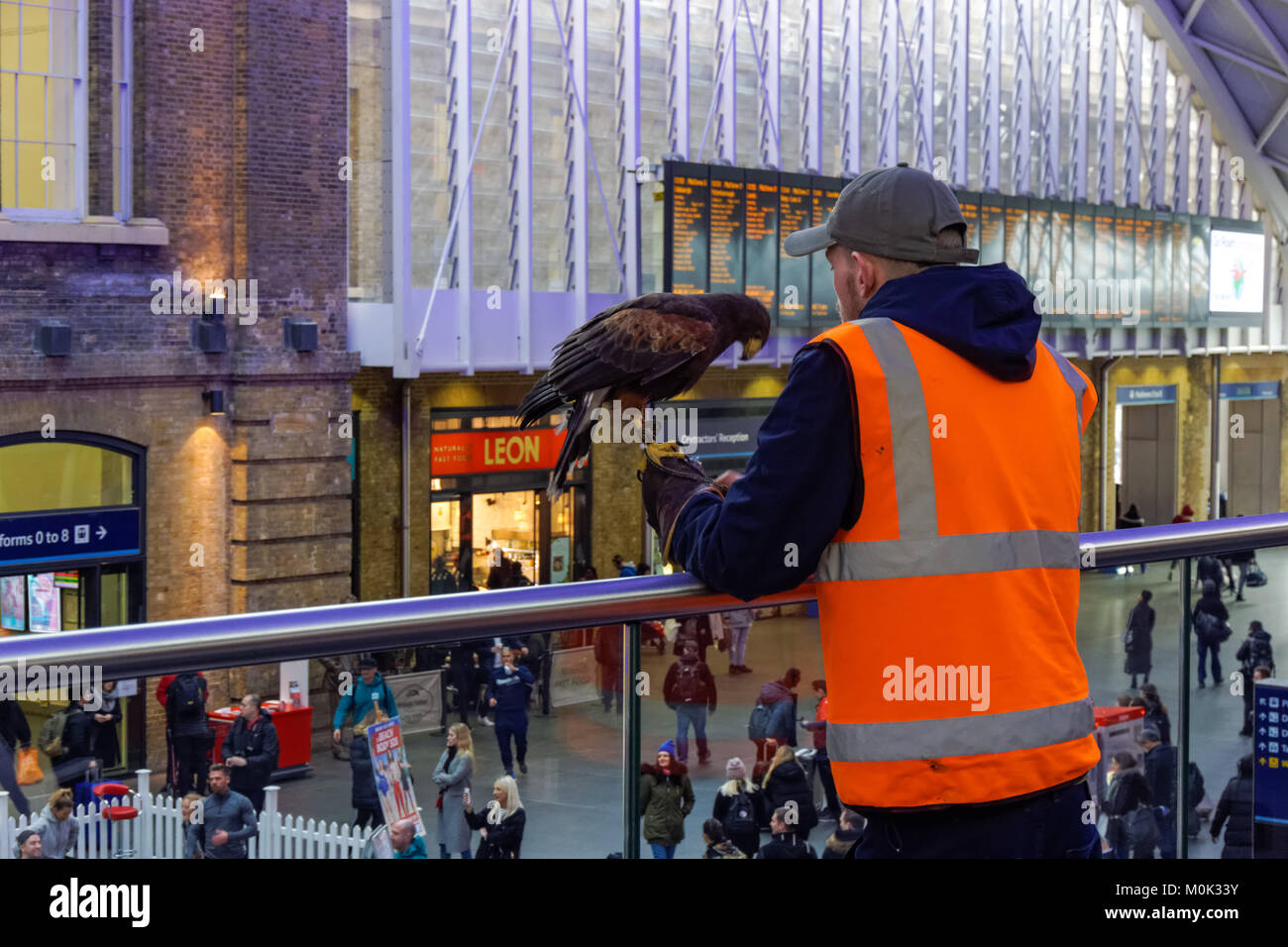 Uomo che utilizza un harris hawk per il controllo di parassiti al Kings Cross stazione ferroviaria stazione ferroviaria, Londra England Regno Unito Regno Unito Foto Stock