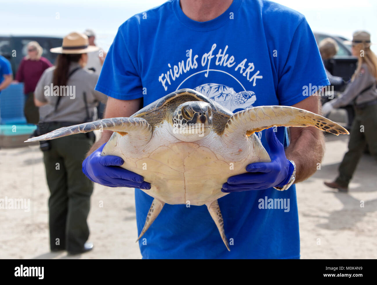 Maschio adulto volontario che trasportano & mostra riabilitato Kemp's Ridley Sea Turtle 'Lepidochelys kempii' per il pubblico che frequentano il rilascio. Foto Stock