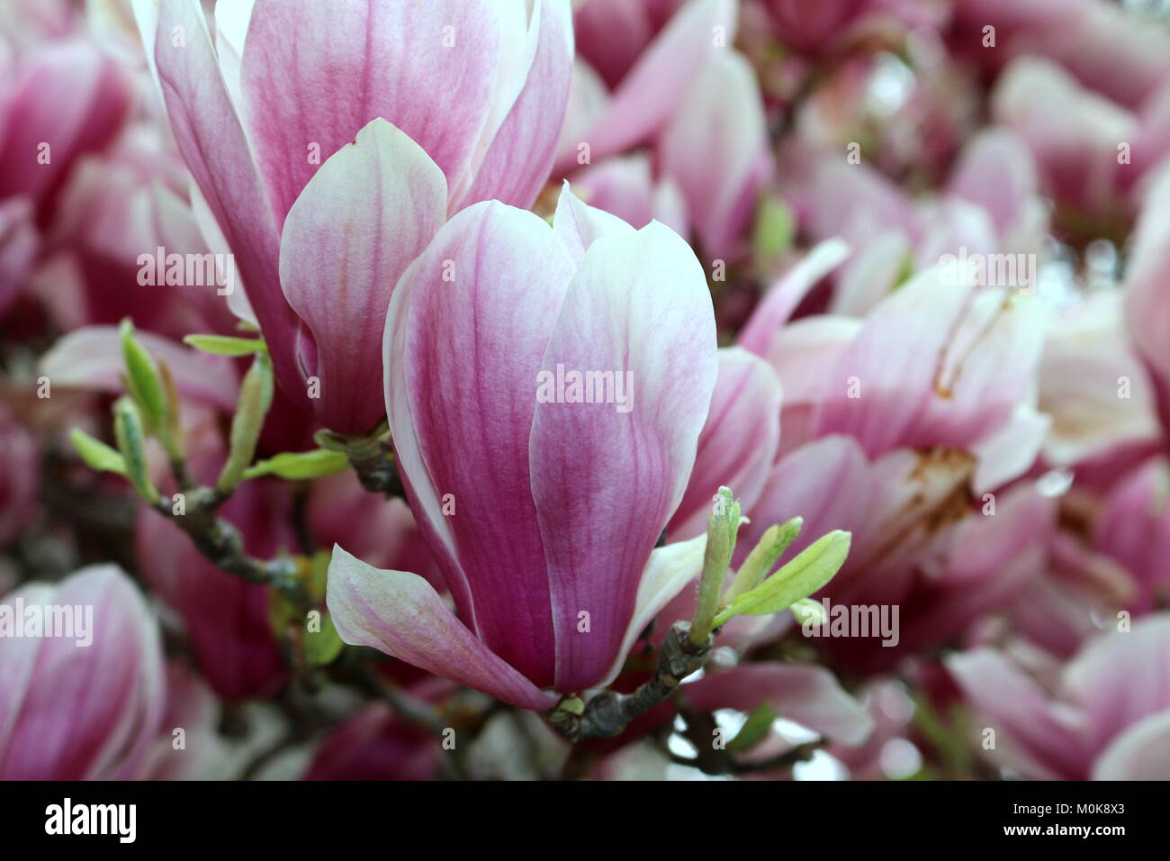 Pink Tulip Tree Blossoms Foto Stock