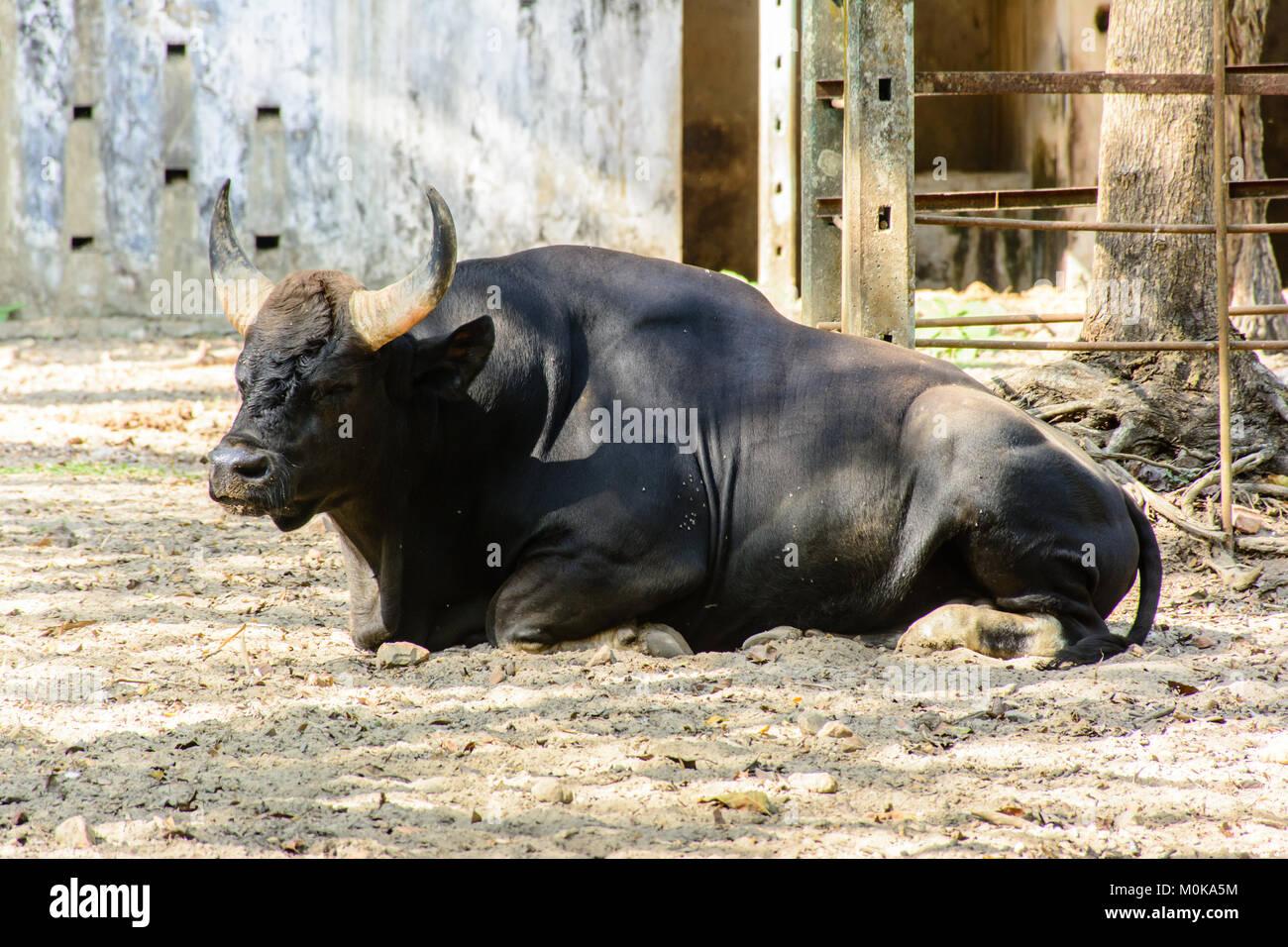 Foto di toro nero con avvisatore acustico Foto Stock