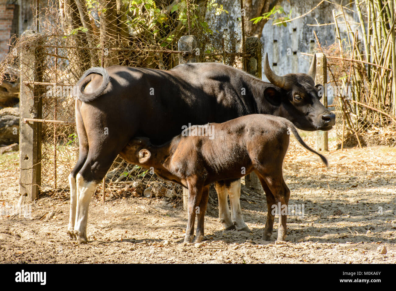 Foto di mucca nera e toro giovane Foto Stock