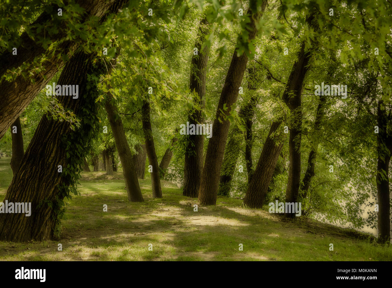Alberi con lussureggiante fogliame verde in un parco in estate; Connecticut, Stati Uniti d'America Foto Stock