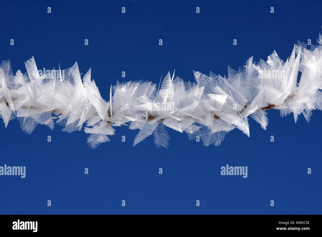 Brina i cristalli di ghiaccio si aggrappano ad un ramo a Firestone Country Club di Akron OH in una fredda mattina calma Foto Stock