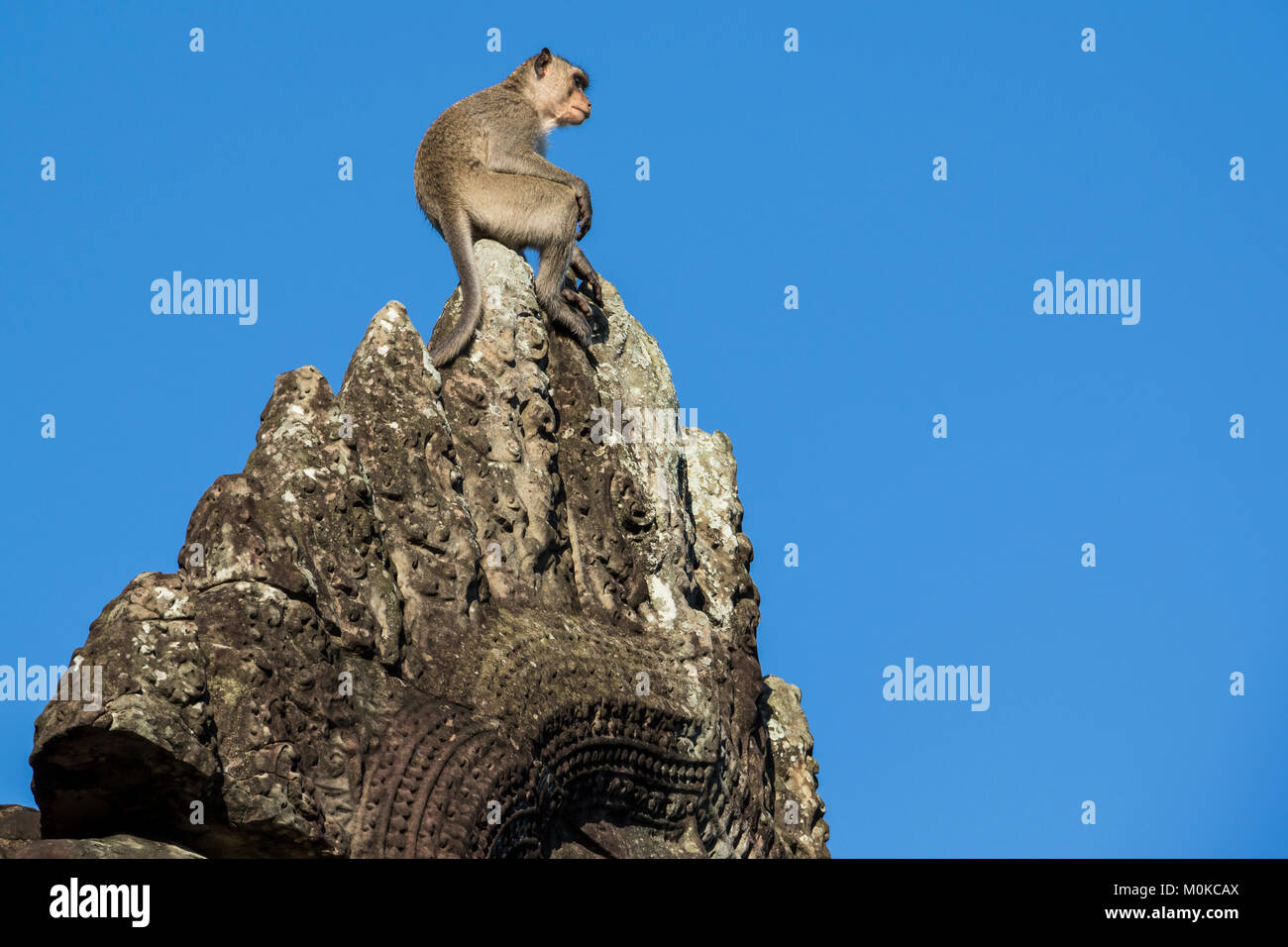 Monkey in cima alle rovine, Angkor Wat; Siem Reap, Cambogia Foto Stock