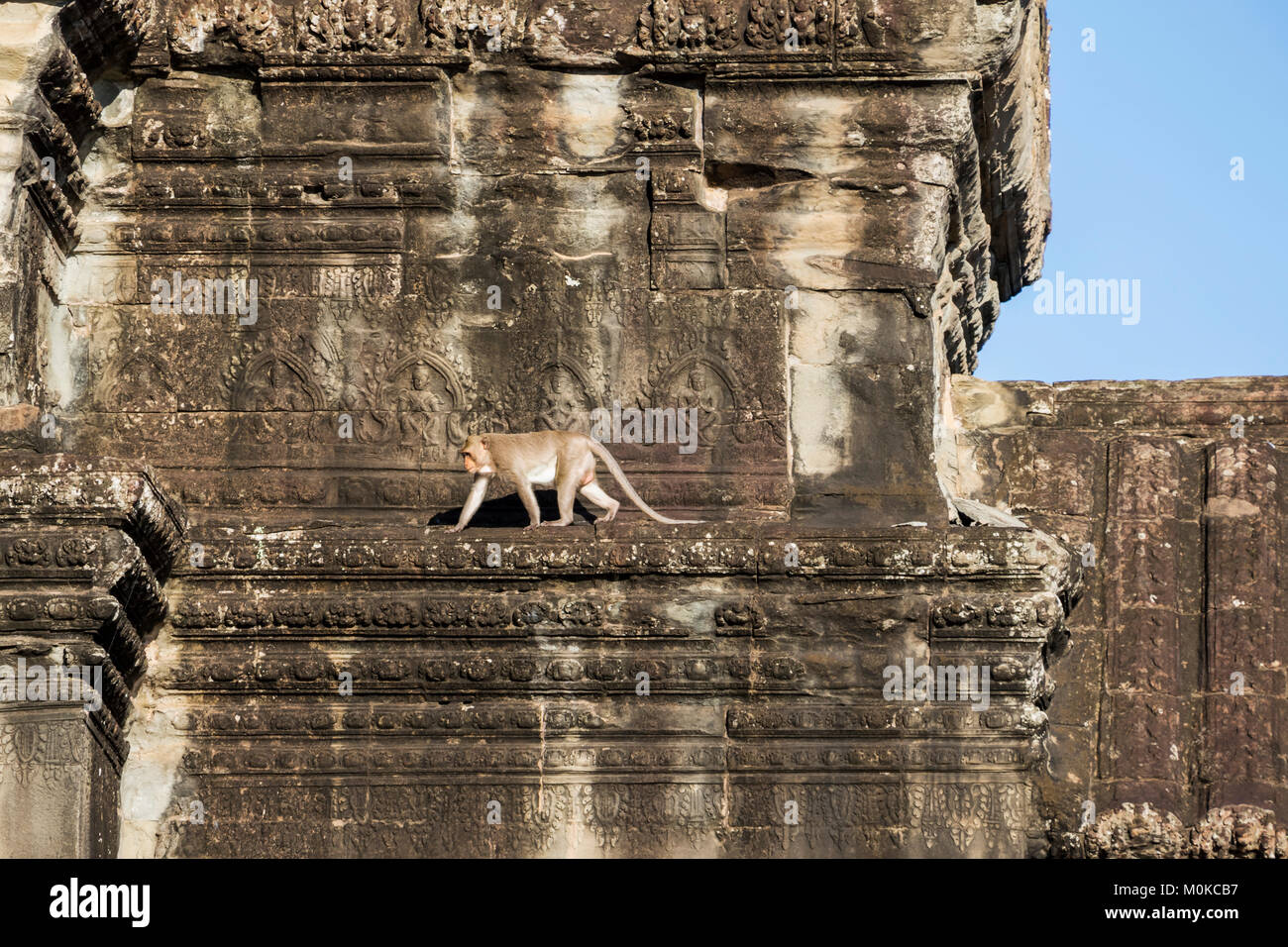 Monkey sulle rovine, Angkor Wat; Siem Reap, Cambogia Foto Stock
