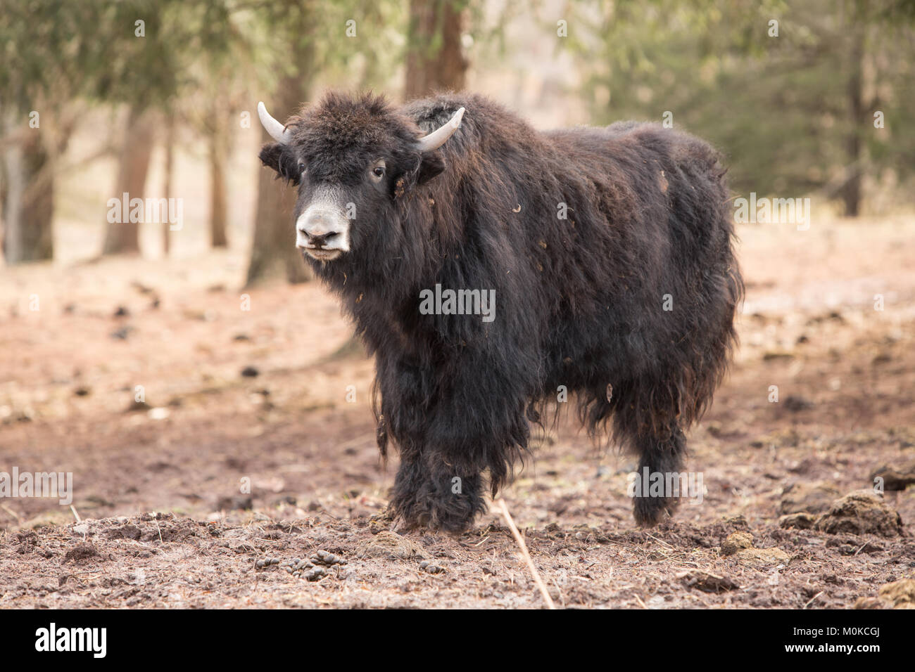 Shorthorned bull su una farm. Foto Stock