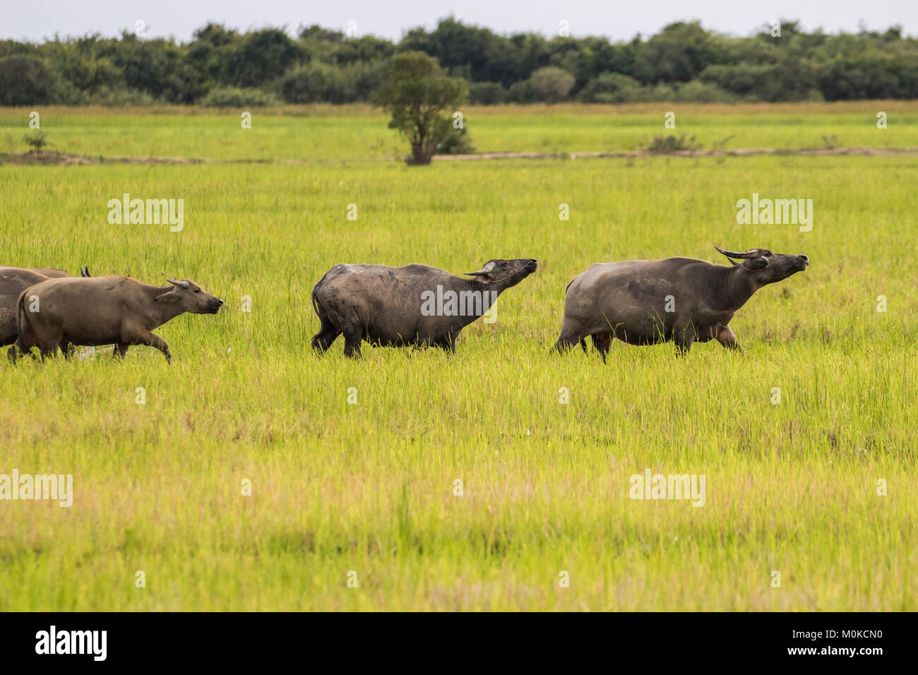 Bufalo d'acqua (Bubalus bubalis) passeggiate in un campo di erba vicino al lago Pearang; Siem Reap, Cambogia Foto Stock Bufalo d'acqua (Bubalus bubalis) passeggiate in un campo di erba vicino al lago Pearang; Siem Reap, Cambogia Foto Stock
