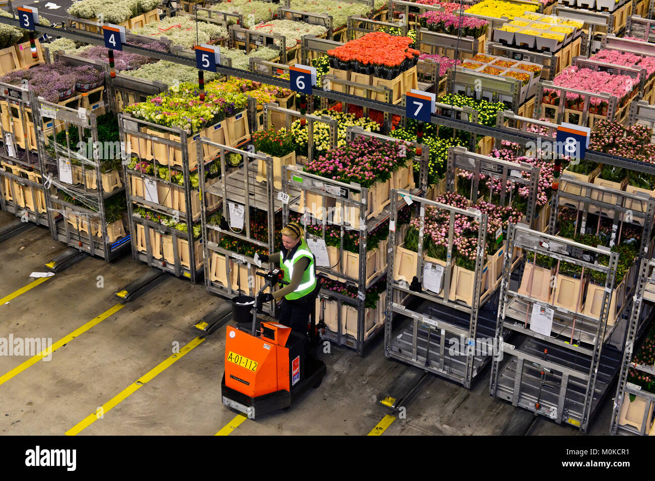 Lotti d'asta di piante e fiori sono raccolti in un magazzino per la vendita all'asta, Royal FloraHolland, Aaalsmeer, Paesi Bassi Foto Stock