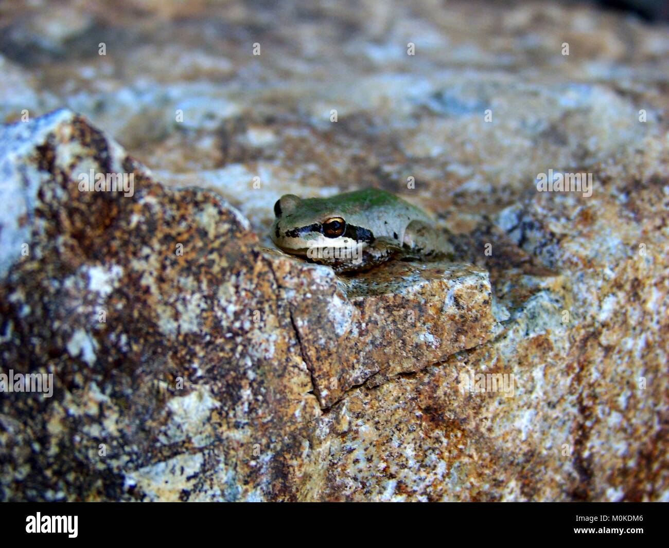 Chorus verde Rana su una roccia Foto Stock