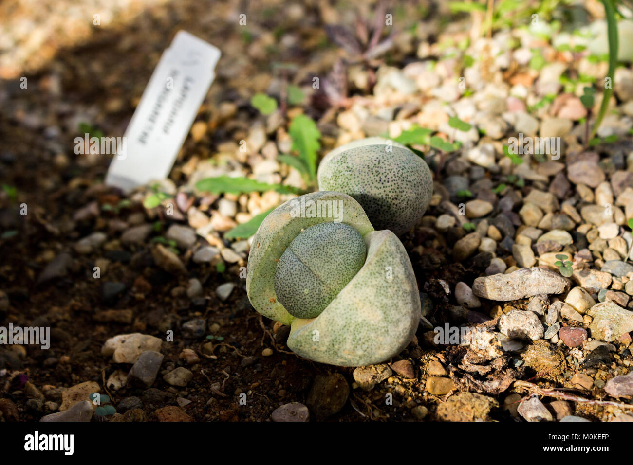 Lapidaria Margaretae succulenta piantati nel terreno, close up shot Foto Stock
