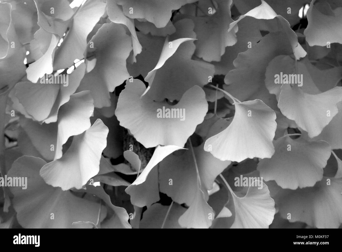 Foglie di ginkgo Foto Stock