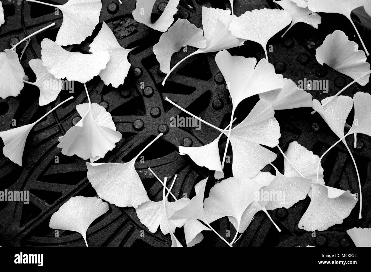 Foglie di Ginkgo sulla griglia metallica Foto Stock