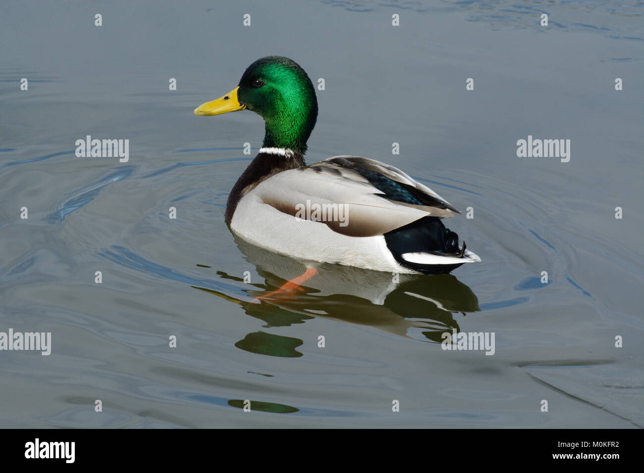 Mallard duck drake nuotare in acqua ghiacciata in inverno Lago Foto Stock