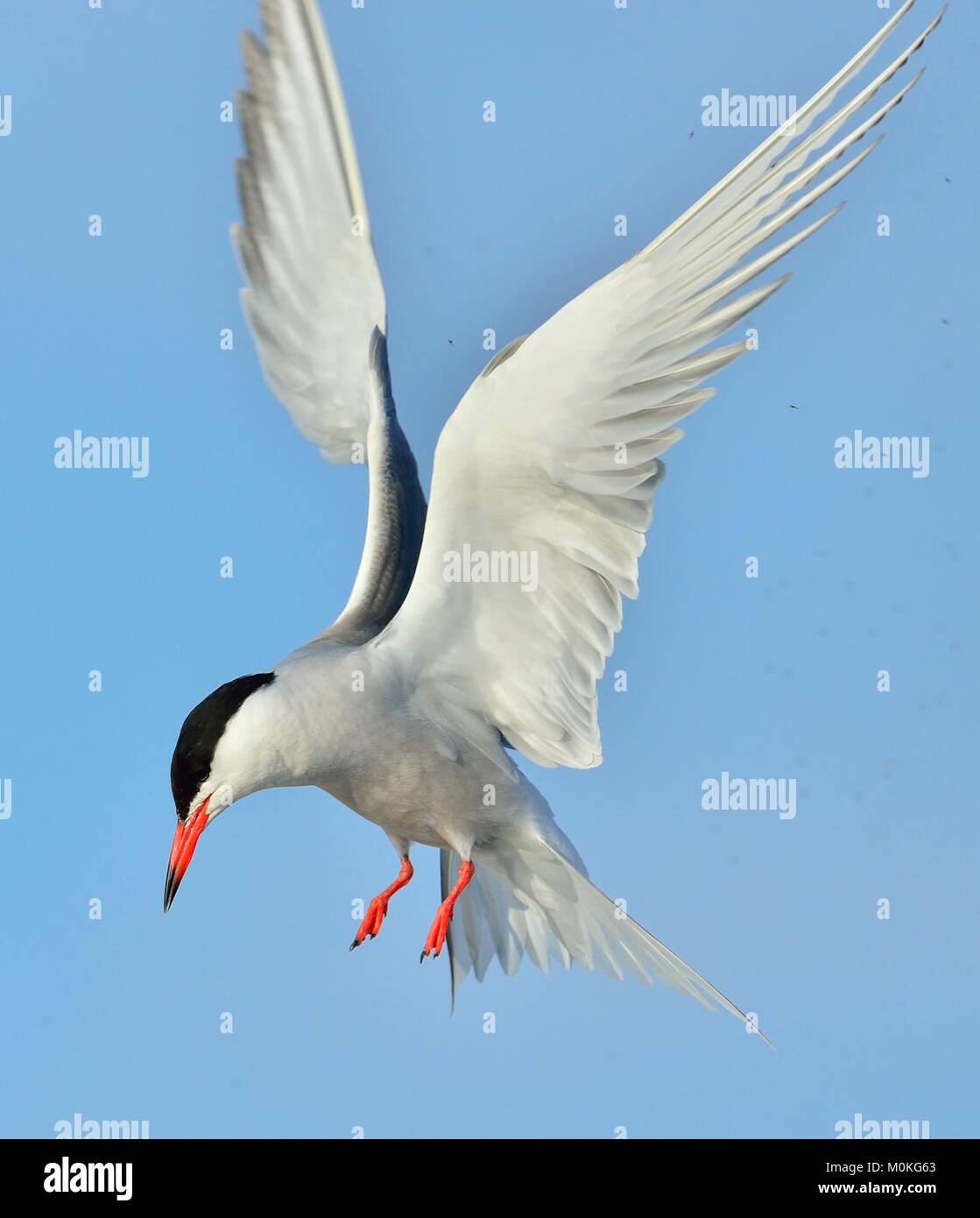 Closeup Ritratto di comune Tern (Sterna hirundo). Adulto tern comune in volo sul cielo blu sullo sfondo. Cielo blu sullo sfondo Foto Stock