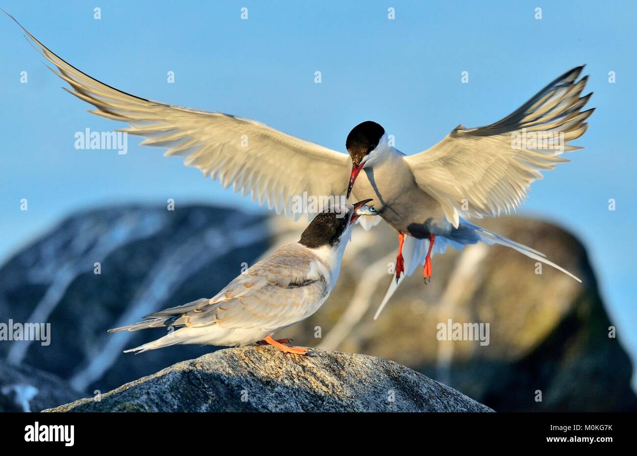 Adulto comune alimentazione Tern capretti tern. Primo piano verticale di alimentazione Common Tern (Sterna hirundo). Adulto tern comune nella stagione estiva sul blue s Foto Stock