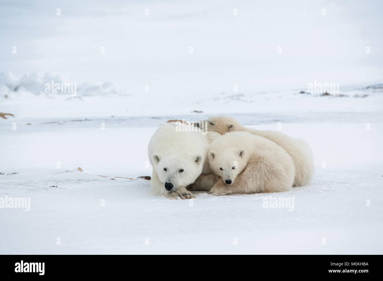 Ella polare-orsa con cuccioli. Il Polar lei-orso con due bambini sulla neve-coperta costa. Canada Foto Stock