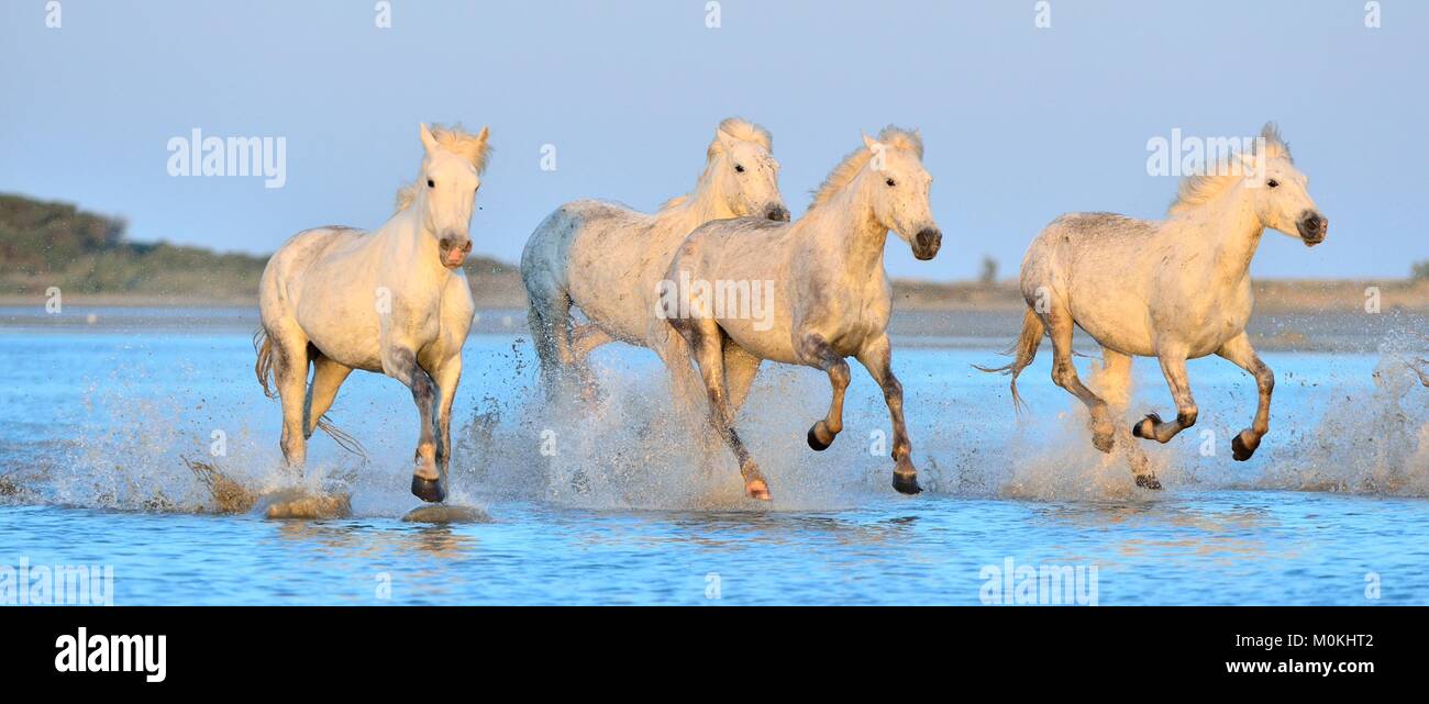 Allevamento di bianco Cavalli Camargue in esecuzione su acqua . Parc Regional de Camargue - Provenza, Francia Foto Stock