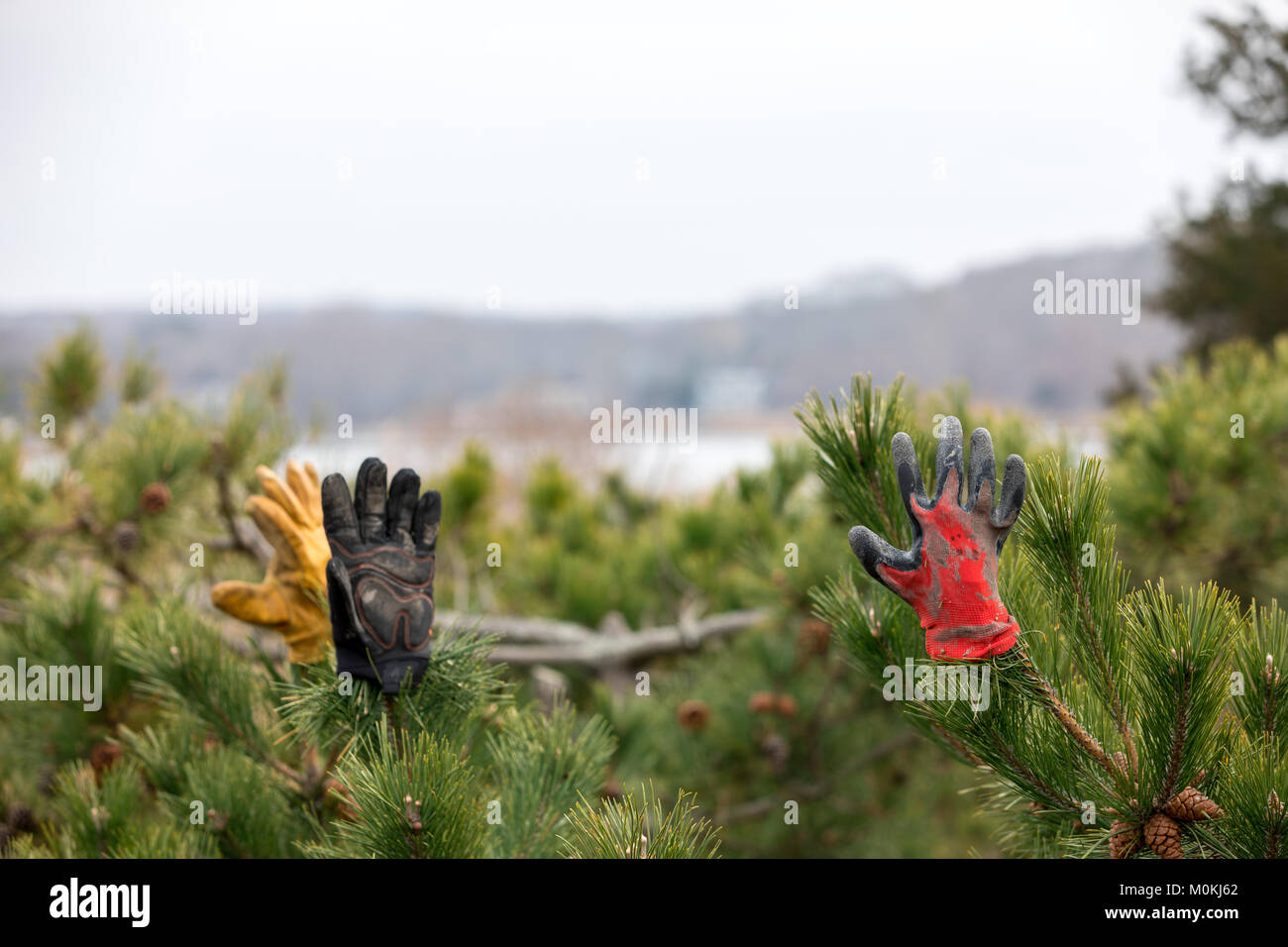 Guanti casuale in un albero sempreverde lungo una strada Foto Stock