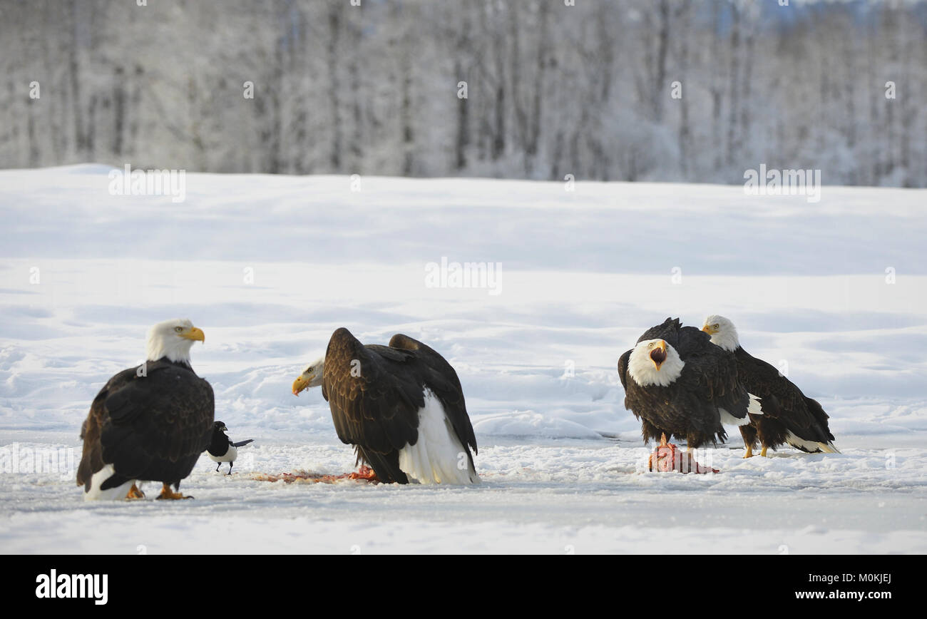 Le quattro aquile calve ( Haliaeetus leucocephalus ) si siede sulla neve e mangia un salmone. Alaska Foto Stock