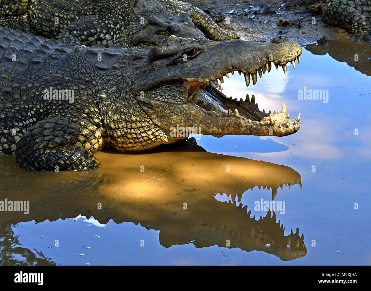 Gruppo di coccodrilli cubano (Crocodylus rhombifer). Immagine scattata in un parco naturale dell'isola di Cuba Foto Stock