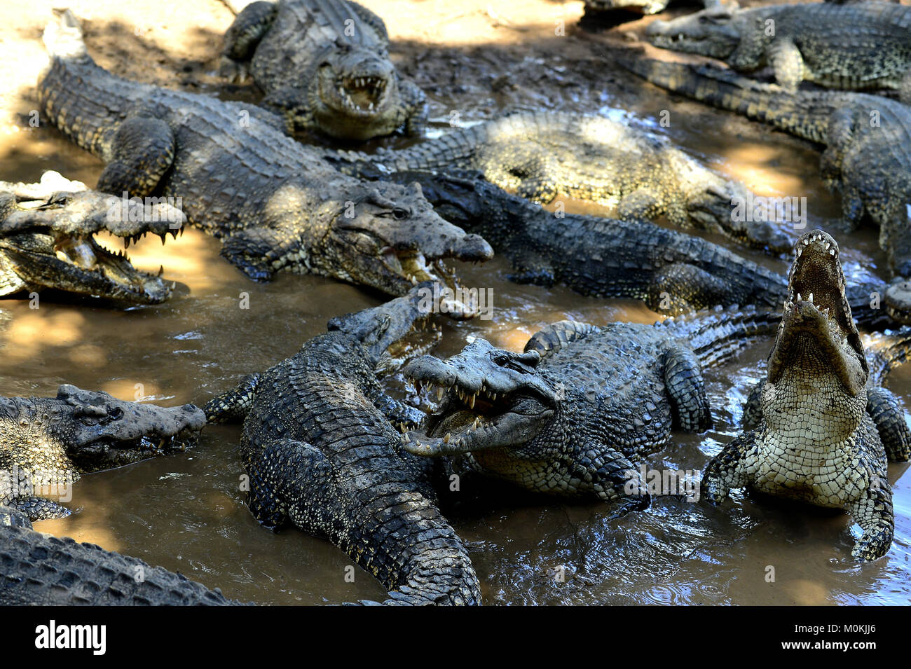 Gruppo di coccodrilli cubano (Crocodylus rhombifer). Immagine scattata in un parco naturale dell'isola di Cuba Foto Stock