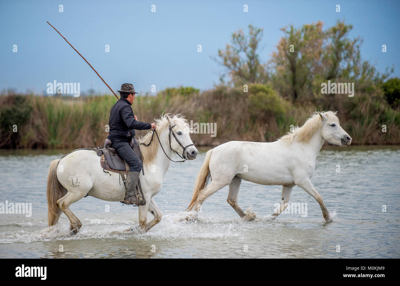 Cavaliere sul cavallo bianco aziona i cavalli attraverso l'acqua. Allevamento di cavalli bianchi al galoppo attraverso l'acqua. La Francia . Camargue Foto Stock