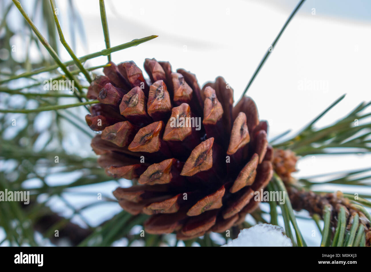 23 Jan 2018 una pigna (cono di conifere) di mattina in un giorno di neve. Foto Stock