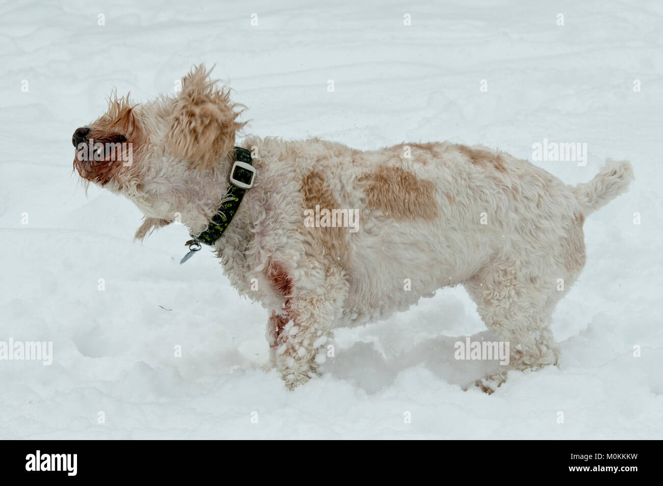 Cockapoo nella neve Foto Stock