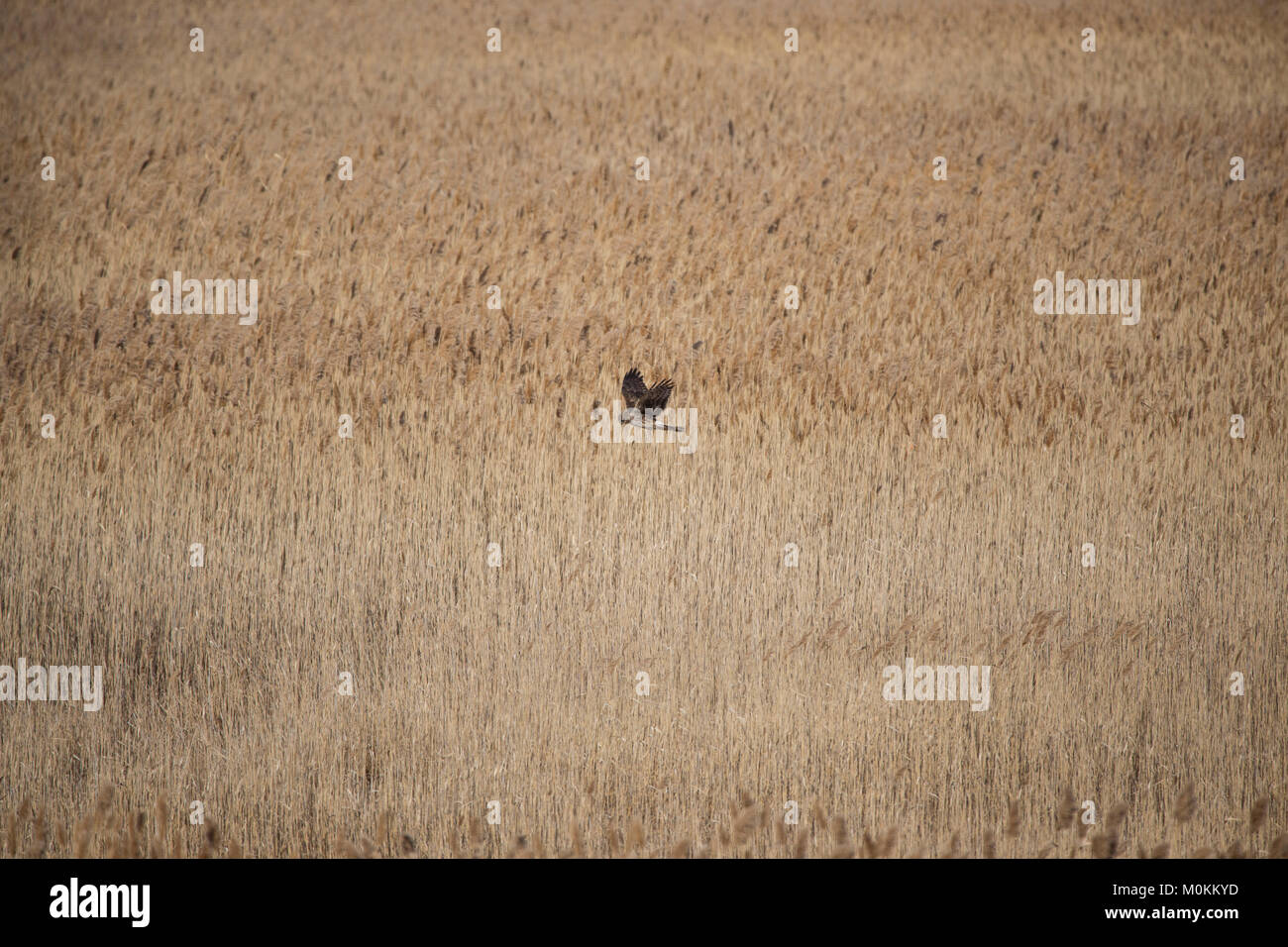 Un northern harrier lentamente la caccia di prede al di sopra di un campo di phragmites in Quinnipiac fiume palude di marea in North Haven, Connecticut. Foto Stock