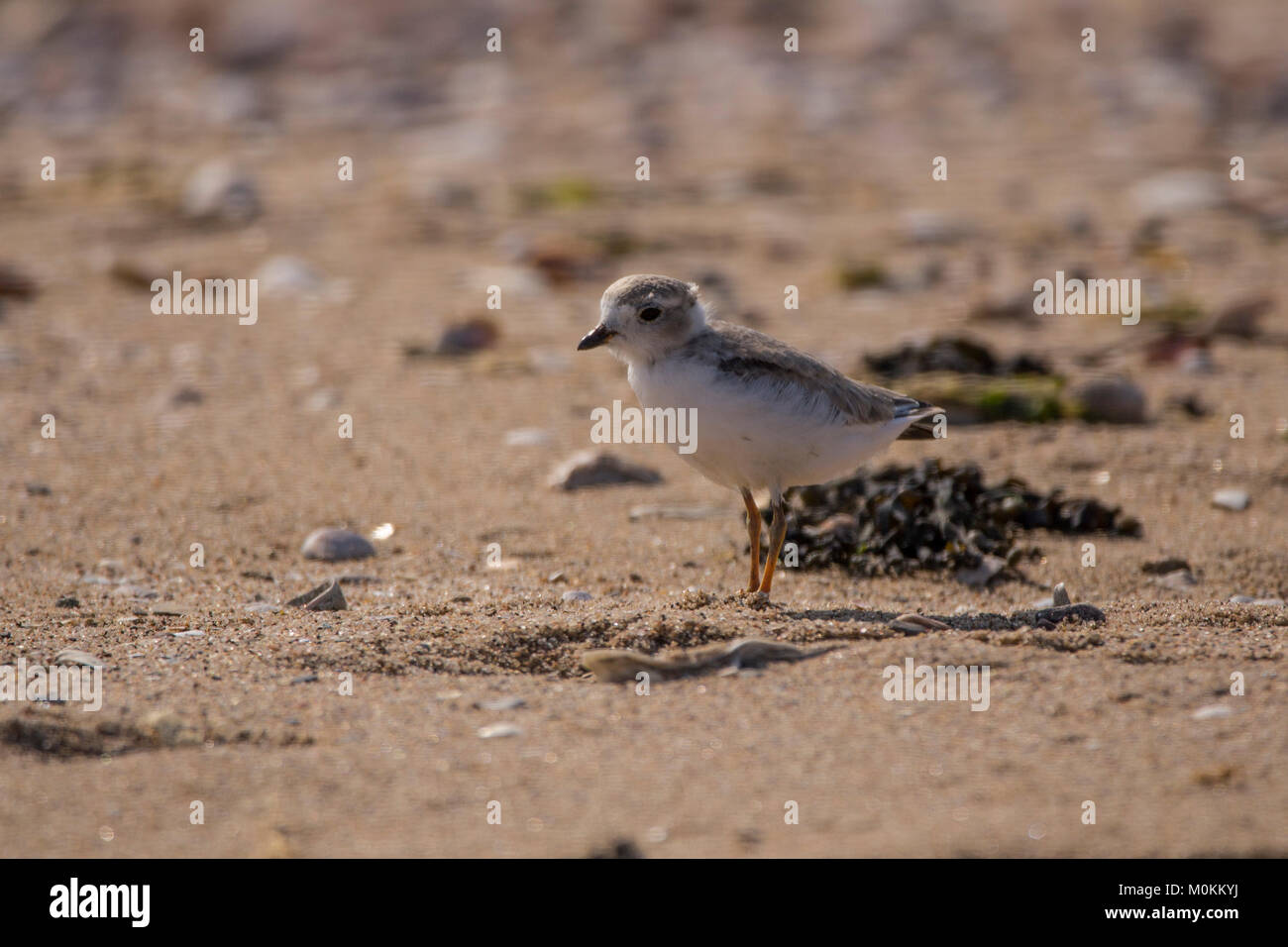 Una tubazione plover sorge presso l'attenzione sulla spiaggia in West Haven nel Connecticut. Foto Stock