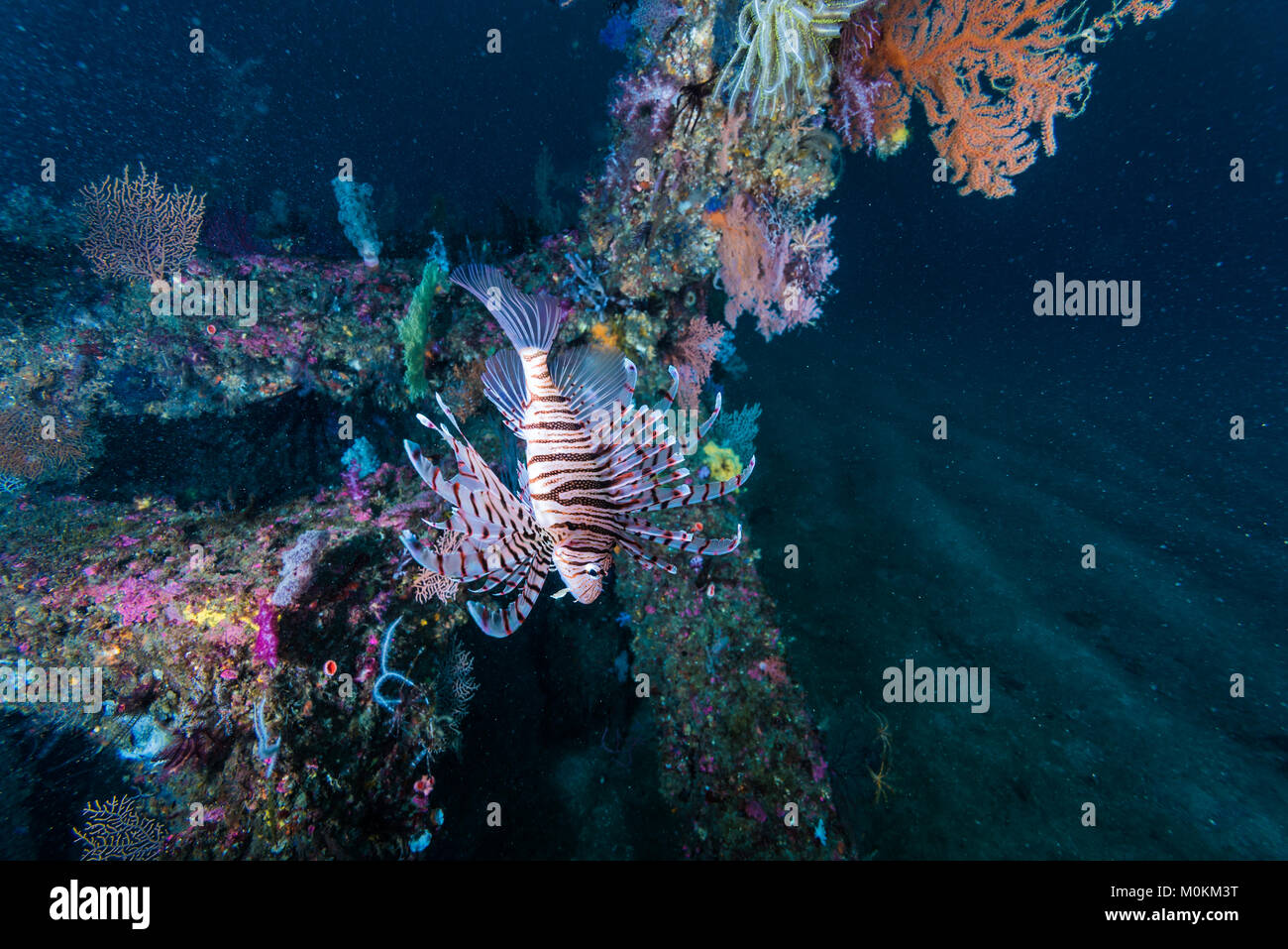 Luna pesce leone ( Pterois lunulata Temminck & Schlegel, 1843) nuoto intorno alla barriera corallina di pesce. Profondità 23m Foto Stock