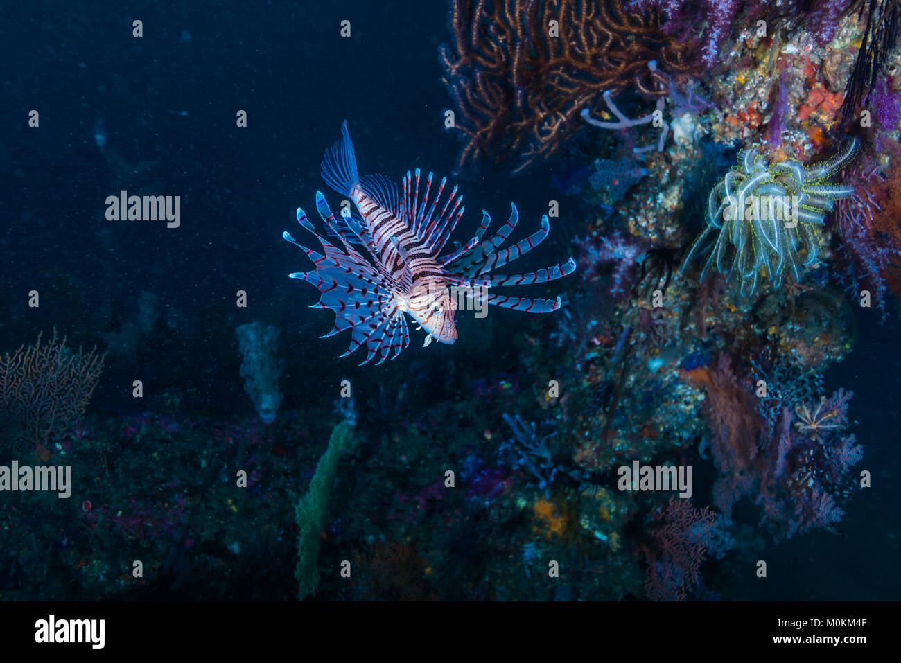 Luna pesce leone ( Pterois lunulata Temminck & Schlegel, 1843) nuoto intorno alla barriera corallina di pesce. Profondità 23m Foto Stock