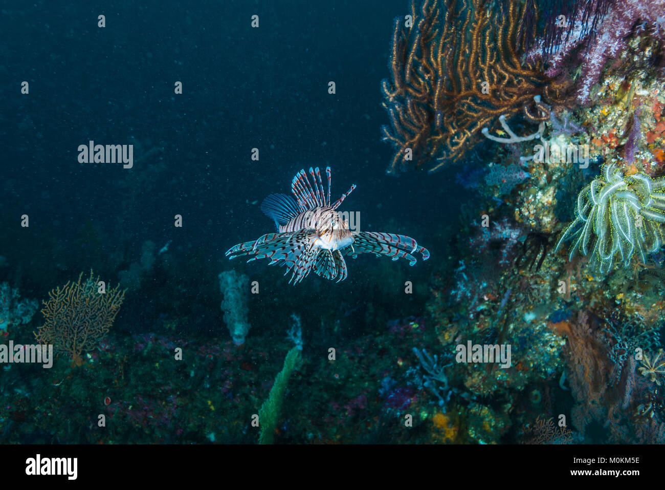 Luna pesce leone ( Pterois lunulata Temminck & Schlegel, 1843) nuoto intorno alla barriera corallina di pesce. Profondità 23m Foto Stock