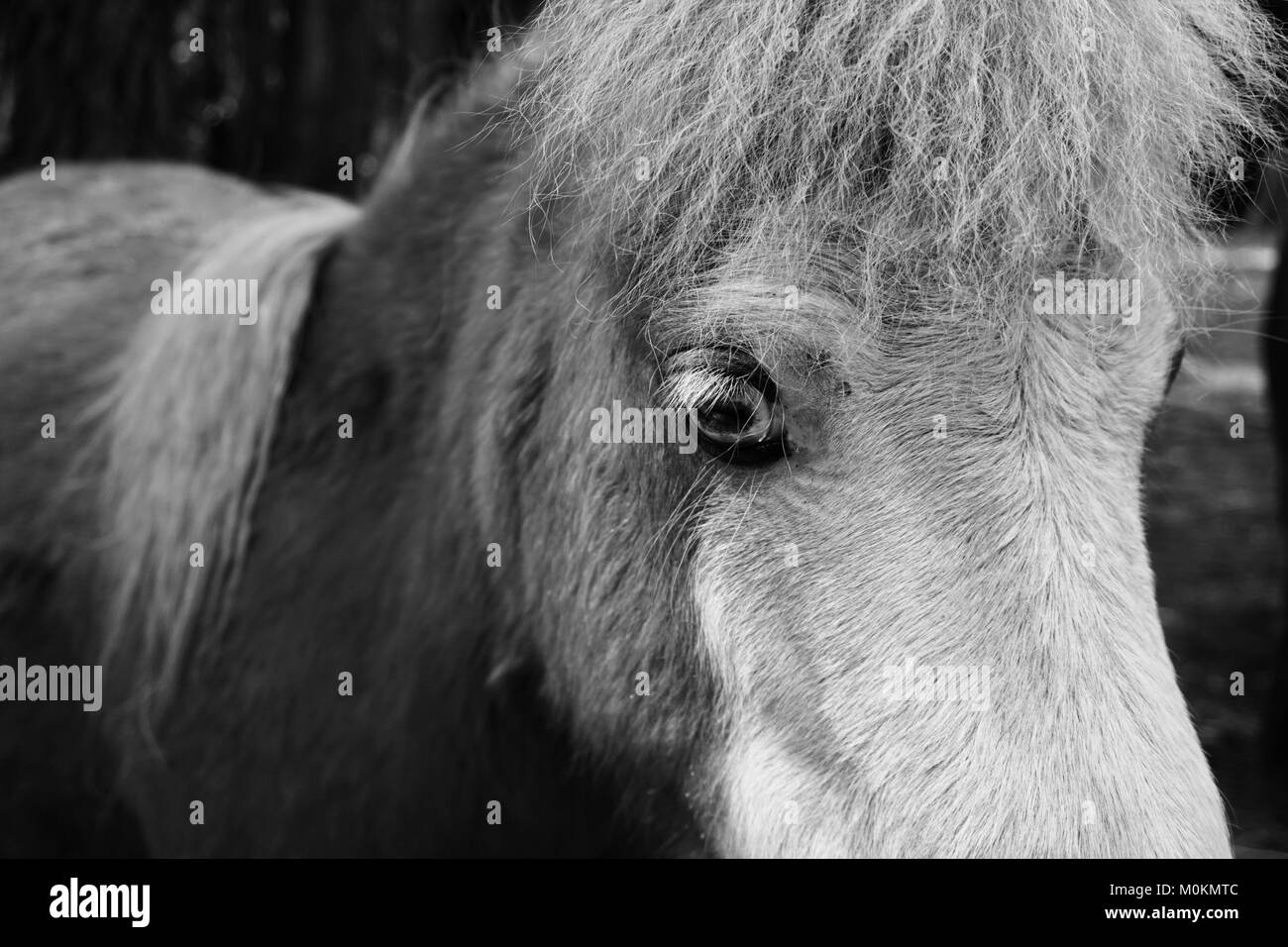In bianco e nero di cavalli in miniatura Foto Stock
