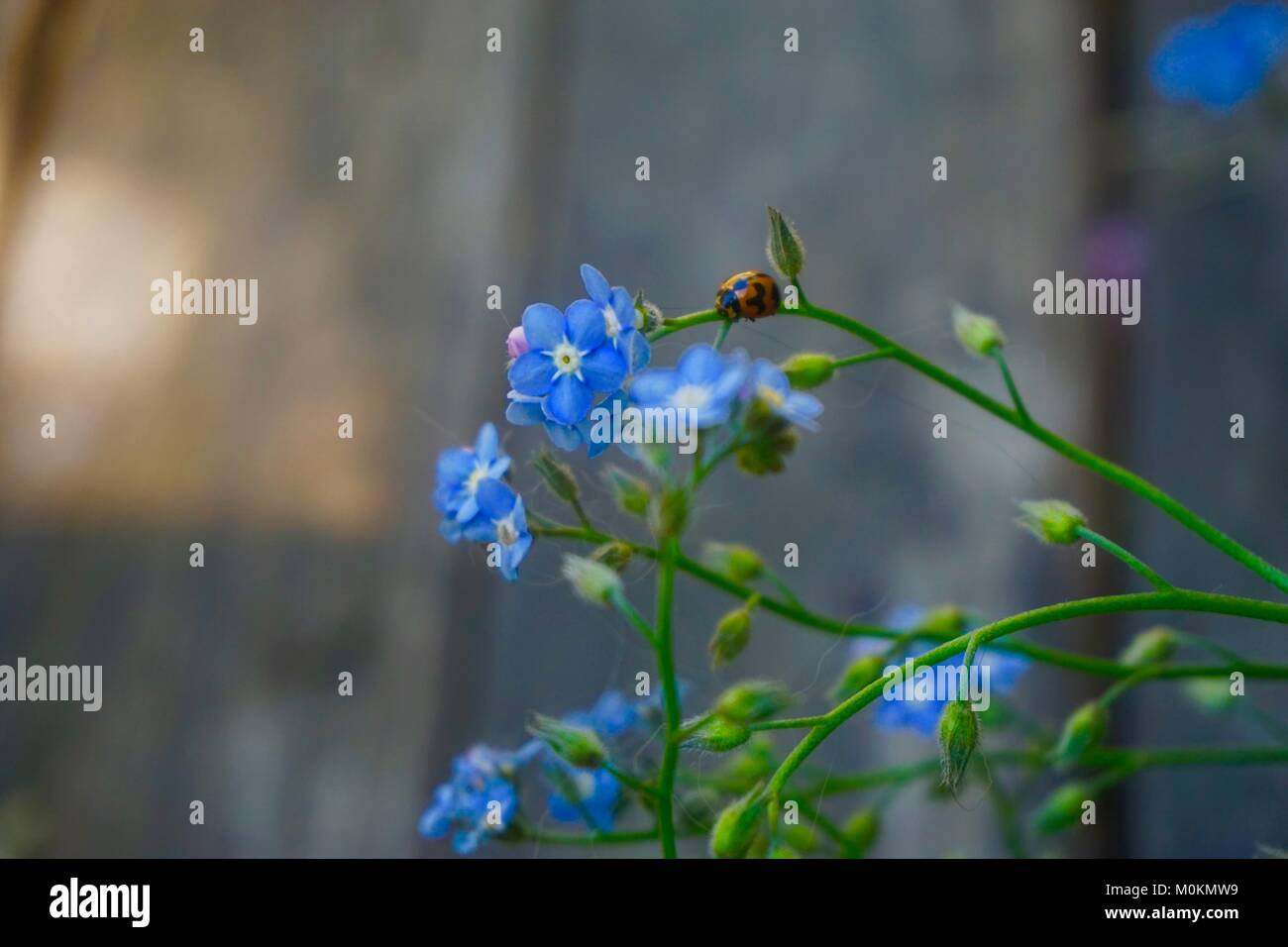 Ladybug e dimenticare-me-non Foto Stock