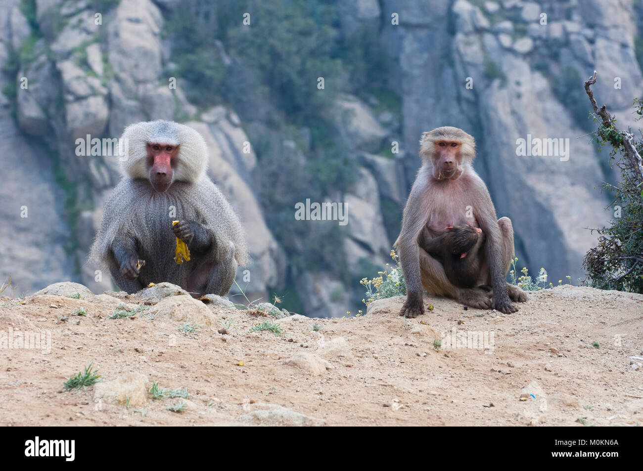 I babbuini nelle montagne del sud ovest di Arabia, in un giorno nuvoloso Foto Stock