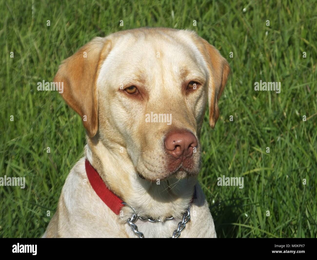 Golden Labrador ritratto della sun. Buster Foto Stock