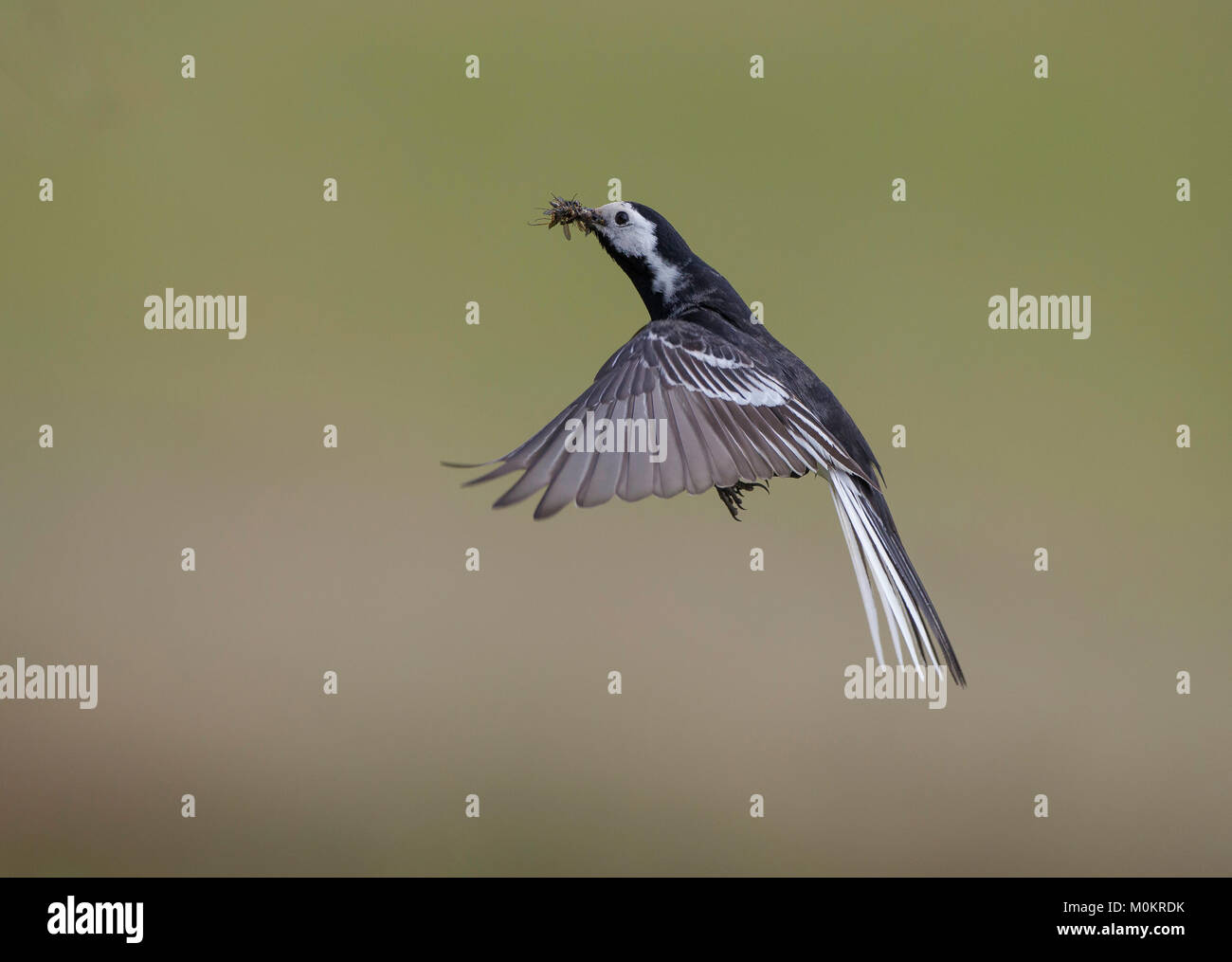 Pied Wagtail - Motacilla alba, in volo contro uno sfondo semplice, la cattura di mosche Foto Stock