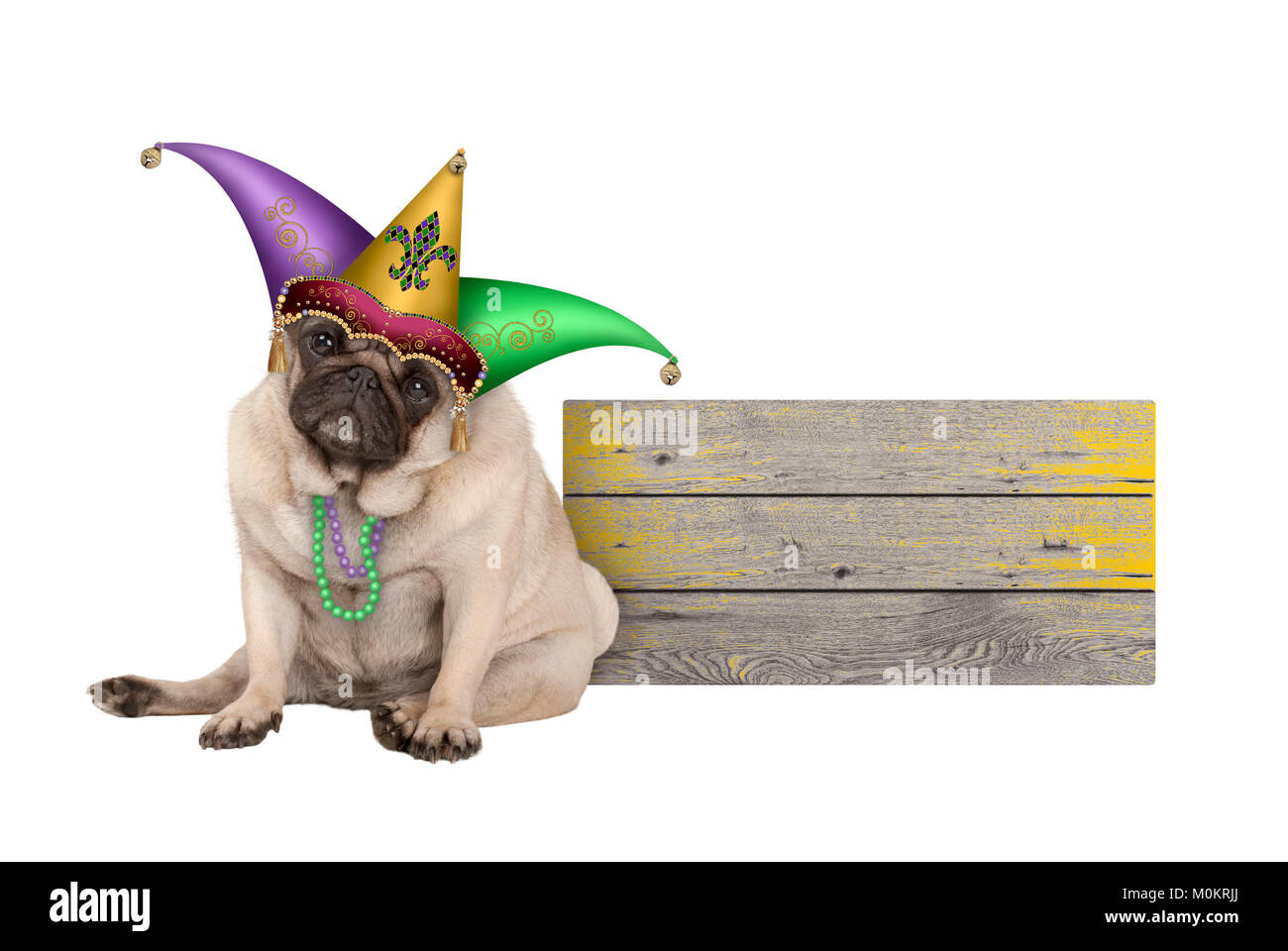 Carino il Mardi Gras pug cucciolo di cane seduto con la harlequin jester hat, accanto alla tavola di legno, isolato su sfondo bianco Foto Stock
