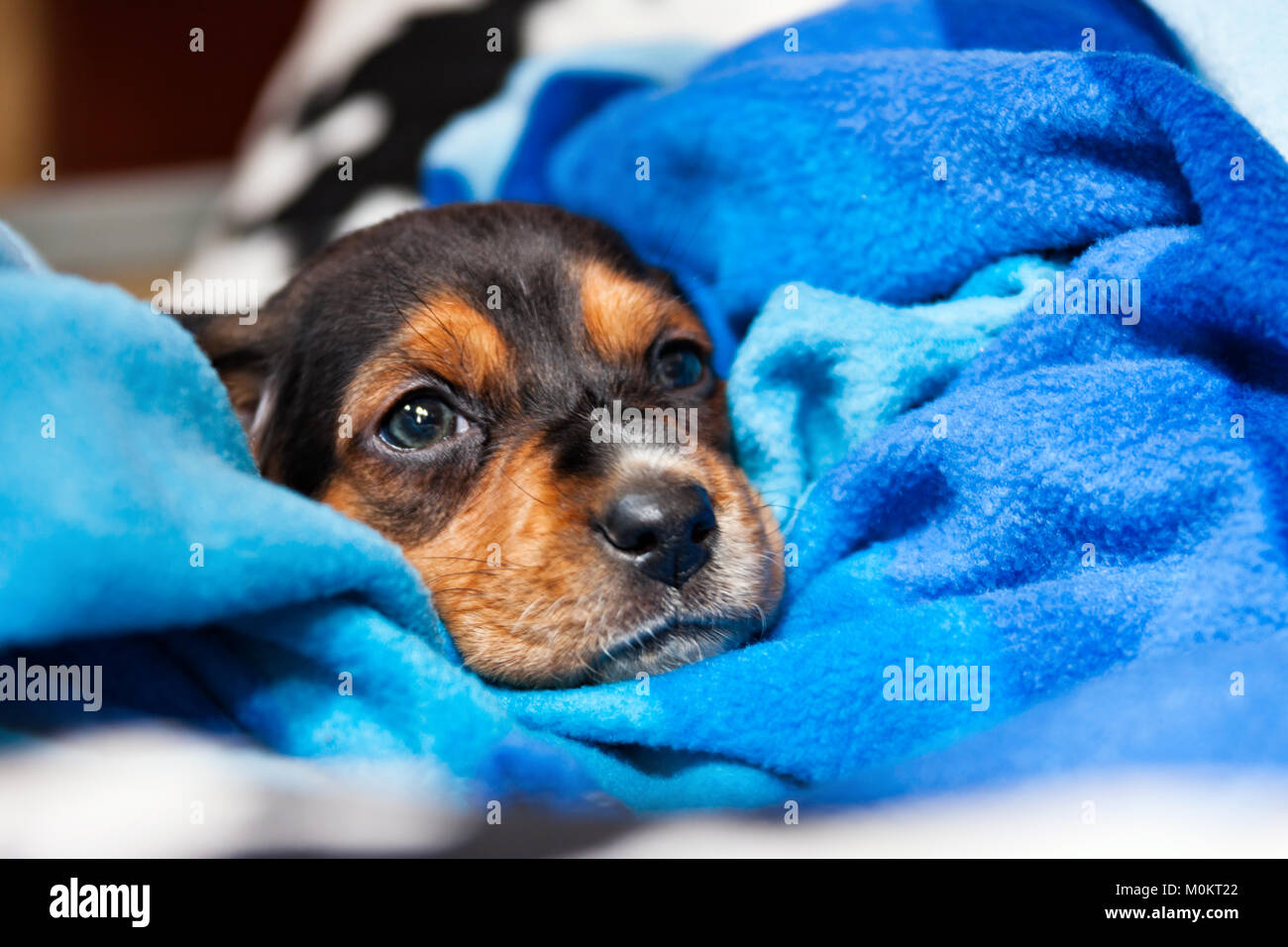 Jack Russel cucciolo avvolto in una coperta cane kernel, salvare i cani Foto Stock