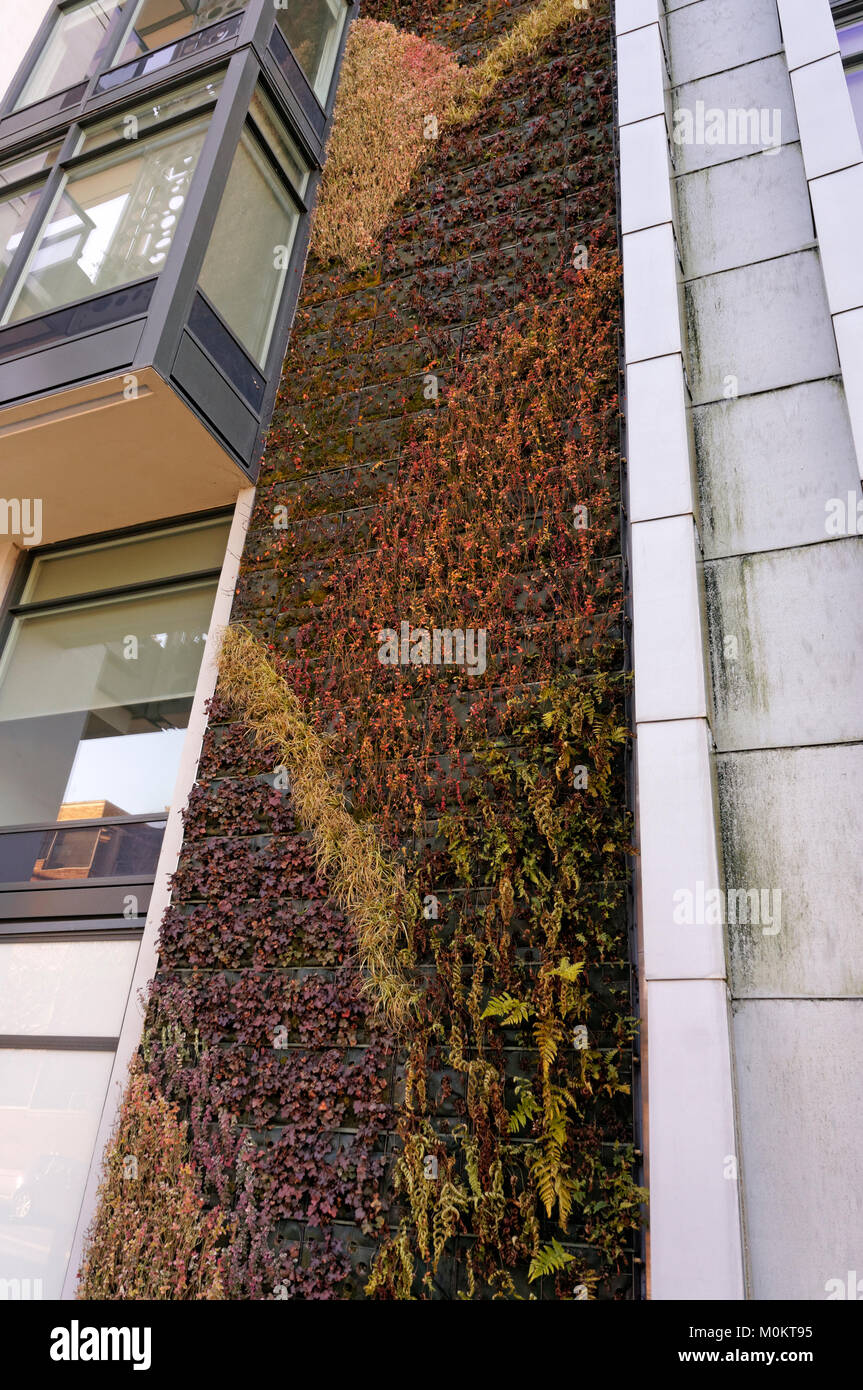 Parete Verde o muro vivente giardino verticale sul lato del moderno edificio residenziale in Vancouver, BC, Canada Foto Stock